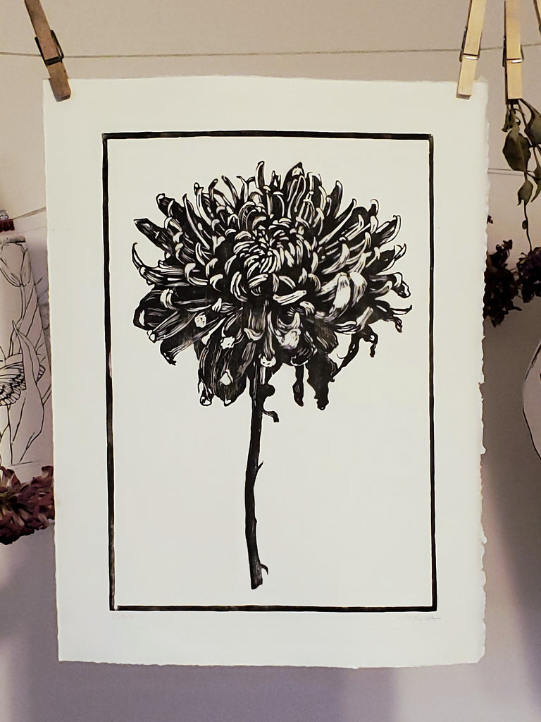 Chrysanthemum Morifolium