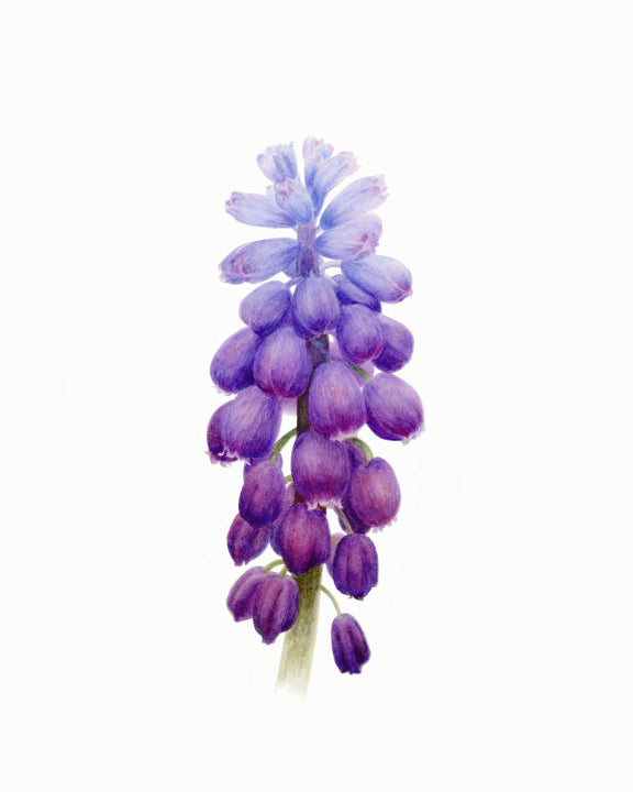 Grape Hyacinth Original