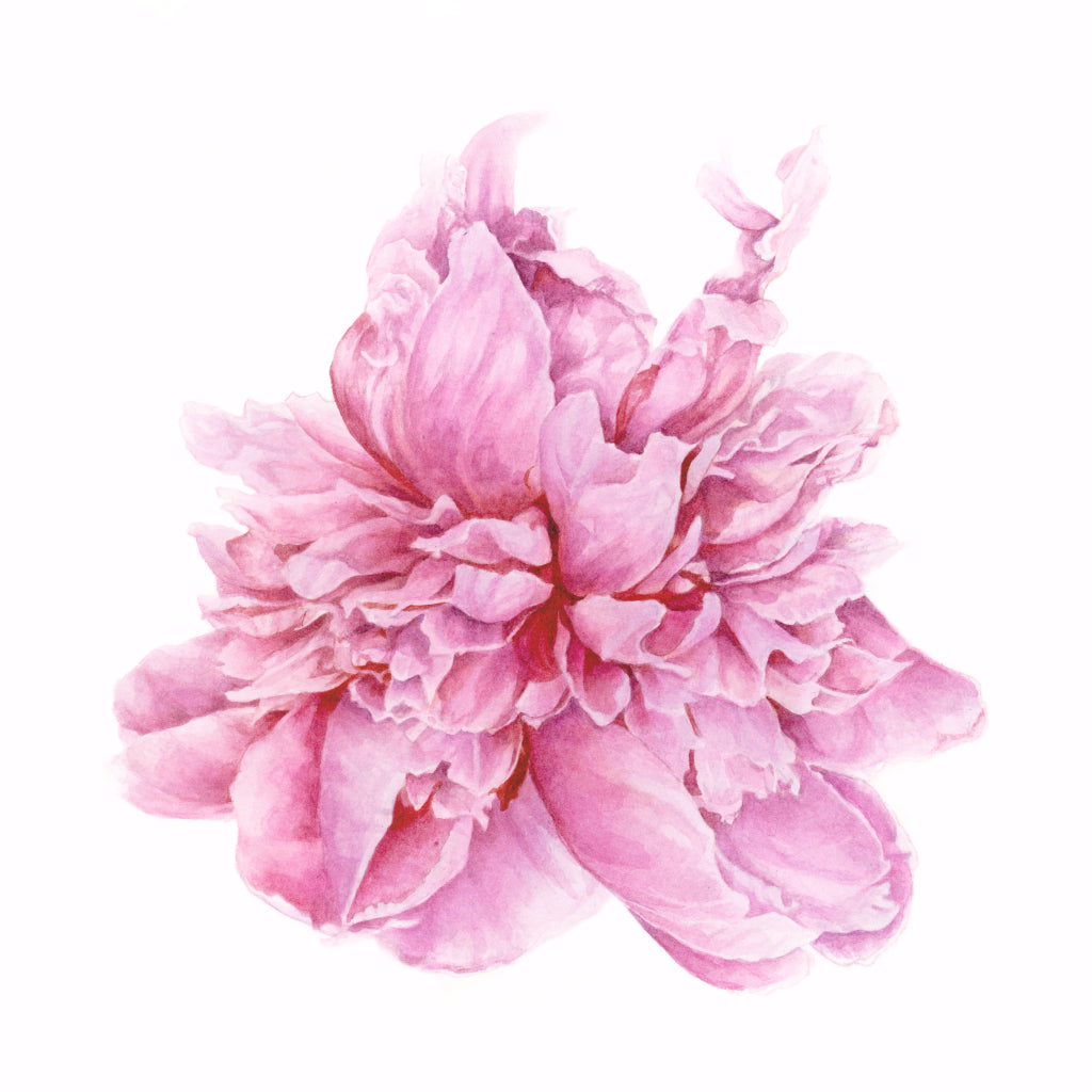 Disney - peony Pre-order Longfield Gardens Classic Peony Collection, 10
