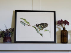 Cairns Birdwing Watercolor Original