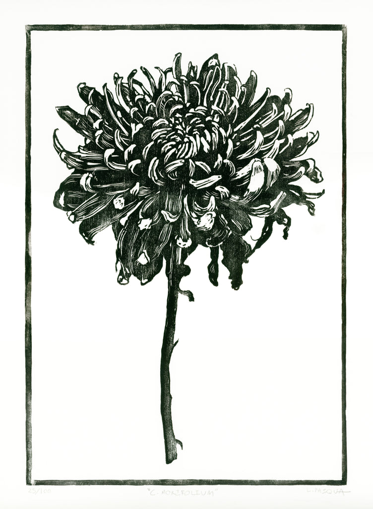 Chrysanthemum Morifolium