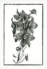 Larkspur