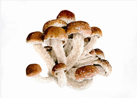 Chestnut Mushroom Watercolor Original